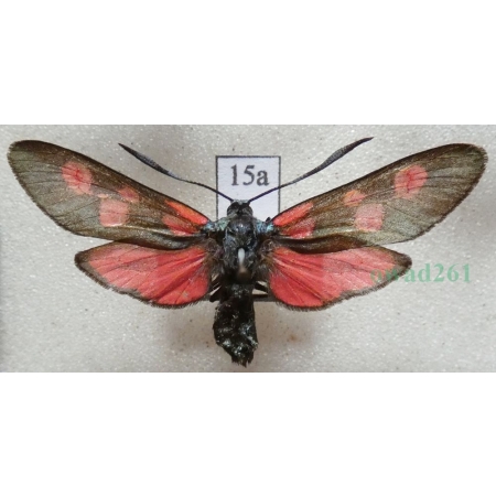 Zygaena lonicerae (Scheven, 1777) Czech15a